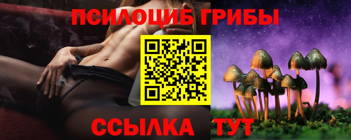 Заволжье  Псилоцибиновые грибы Psilocybe  Вход с VPN 